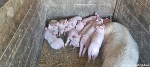 Purcei din Scroafe TN70 import Danemarca montate cu vier de pietrean 