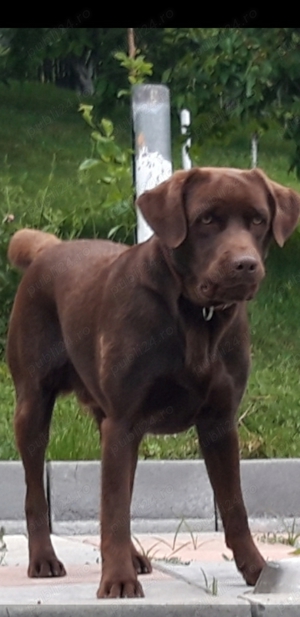 Caine Labrador ciocolatiu - cauta partenera.