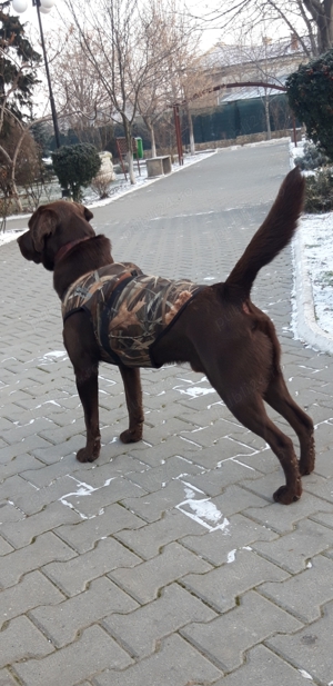 Caine Labrador ciocolatiu - cauta partenera.  - imagine 4