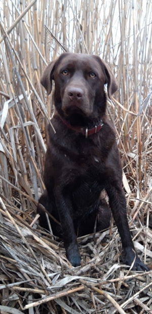 Caine Labrador ciocolatiu - cauta partenera.  - imagine 3