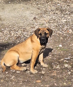 Vând cățeluș presa canario 