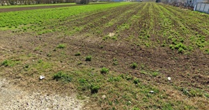 Teren cu utilitati Magurele str. Capricornului - imagine 3