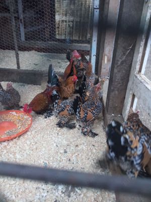 Vând oua incubat rasa mii de flori