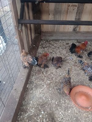 Vând oua incubat rasa mii de flori - imagine 2 Vând oua incubat rasa mii de flori - imagine 2