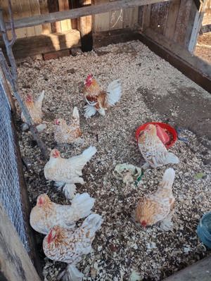 Vând oua incubat rasa mii de flori - imagine 3 Vând oua incubat rasa mii de flori - imagine 3