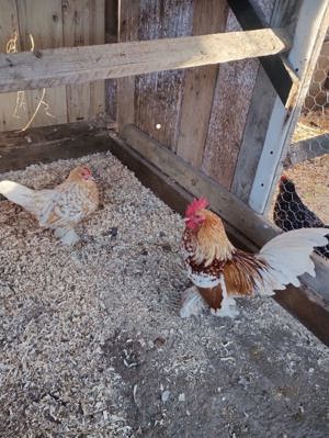 Vând oua incubat rasa mii de flori - imagine 4 Vând oua incubat rasa mii de flori - imagine 4