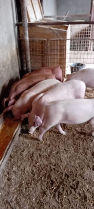 Pun în vânzare purcei de carne