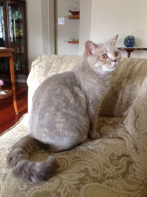 Puiuț American Shorthair lilac blotched tabby  - imagine 3