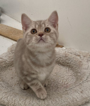 Puiuț American Shorthair lilac blotched tabby  - imagine 2