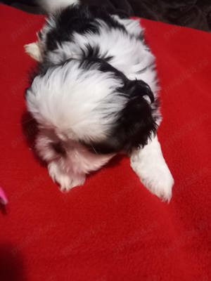 Shih.tzu superbi - imagine 2