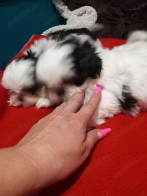 Shih.tzu superbi