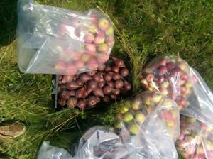 Vanzare Teren agricol - imagine 5