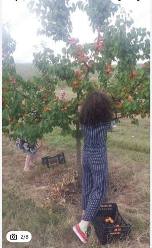 Vanzare Teren agricol - imagine 6