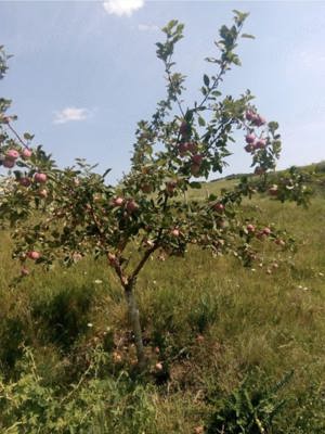 Vanzare Teren agricol - imagine 3