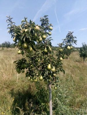 Vanzare Teren agricol - imagine 2