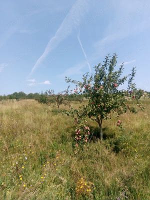 Vanzare Teren agricol - imagine 4