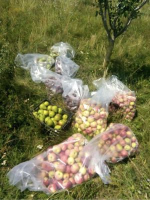 Vanzare Teren agricol