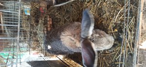 Femele uriaș german 7 luni