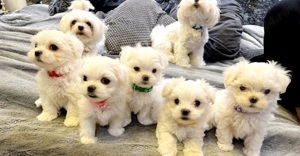 Pui Bichon Maltese mini