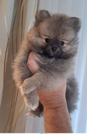 Pomeranian superb cu pedigree - imagine 2