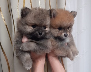 Pomeranian fci pedigree
