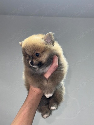 Pomeranian fci pedigree - imagine 4