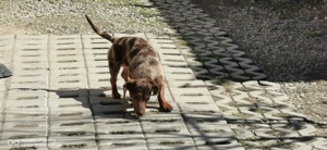 Teckel pitic arlequin