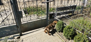 Teckel pitic arlequin   - imagine 3