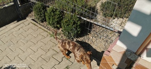 Teckel pitic arlequin   - imagine 2