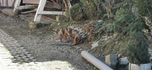 Teckel pitic arlequin   - imagine 4