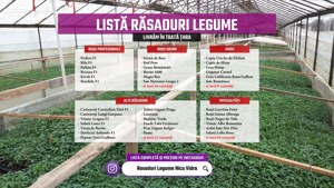 Rasaduri rosii ardei castraveti vinete alte rasaduri legume de vanzare - imagine 3