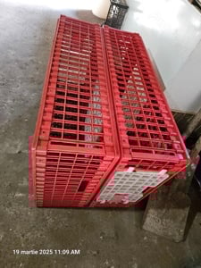 Lazi transport pasari vii