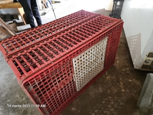 Lazi transport pasari vii - imagine 2