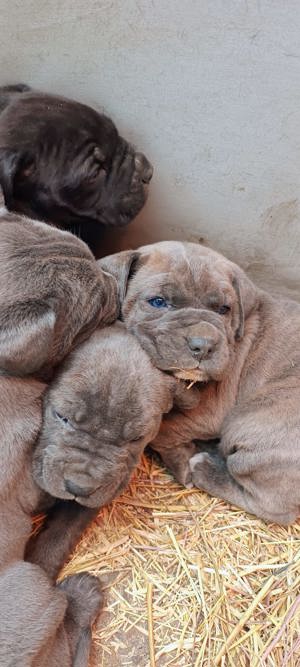 Cane corso baby blue 