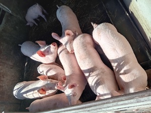 Porci si purcei de vanzare