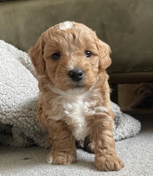 De vanzare Maltipoo roscat, rasa pura, varianta Toy. Transport in Iasi!	