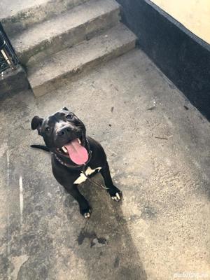 amstaff femela