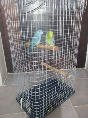 Colivie înaltă păsărele