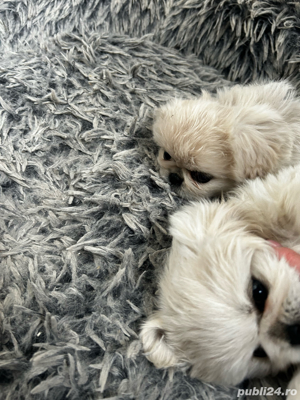 Pechinez imperial - imagine 4