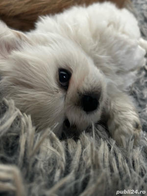 Pechinez imperial - imagine 2