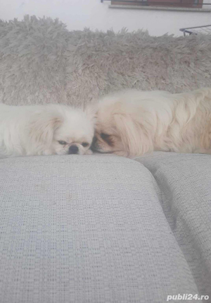 Pechinez imperial - imagine 3