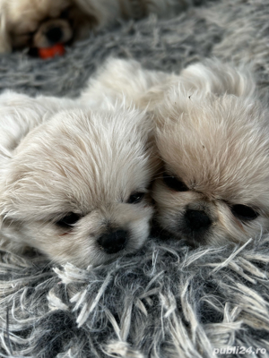 Pechinez imperial - imagine 5