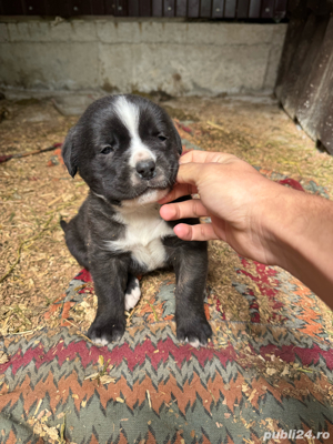 catelusa Cane corso sanbernado 