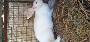 Hycol francez femele,cu 7 iepurași 