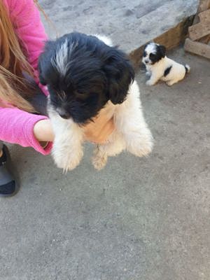 Vând căței Bichon Havanez - Ideal pentru o familie iubitoare