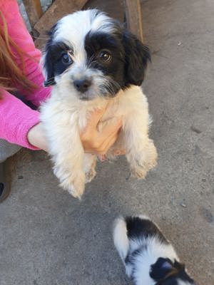 Bichon havanez de vanzare