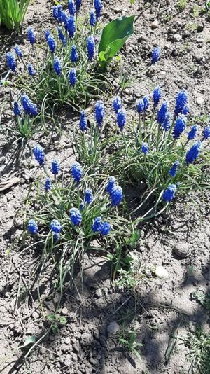 Bulbi muscari albastru 
