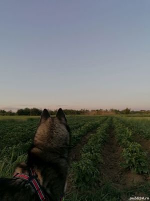 Vand catea Husky Siberian  - imagine 2