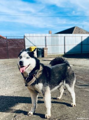 Vand catea Husky Siberian 