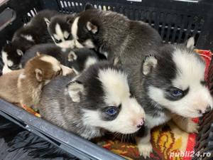 Vand catea Husky Siberian  - imagine 3
